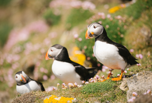 Drei Papageientaucher in Frühlingsblüte auf den Fair Isle